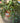Elephant bush